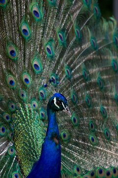 pavo real