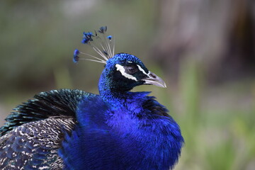 pavo real