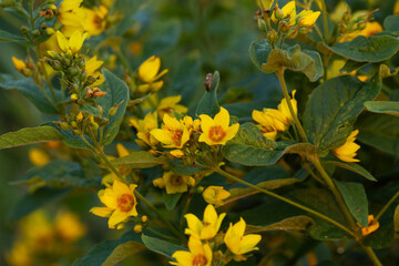 Closeup of Yellow loosestrife flowers on a summer evening in Estonia, Northern Europe