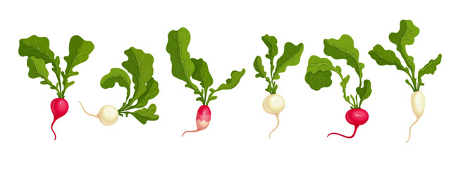 Set of juicy vegetables root vegetables pink and white radishes.Vector graphics.