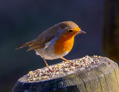 Close up of a robin red breast taking seeds from on top of a wooden post.