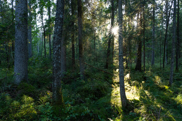 Last sunlight peeping through a wet coniferous forest on a late summer evening in Estonia, Northern Europe