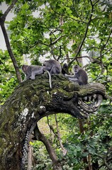 A family of monkeys perched on a tree branch in the wild, surrounded by lush jungle