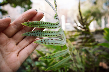 Green fern leaf in a gardener's hand. Natural forest woodbackground. Ecology, environment care....