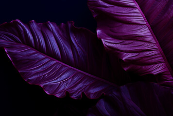 Tropical  leaves . Concept art. Minimal surrealism background.Supernatural concept. Flat lay. Ultra violet colors..