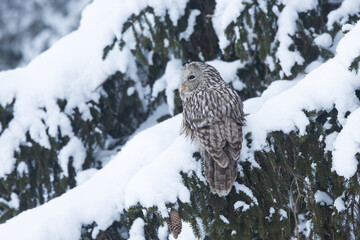 Closeup of a Ural owl perched on a snowy Spruce branch on a winter day in Estonia, Northern Europe