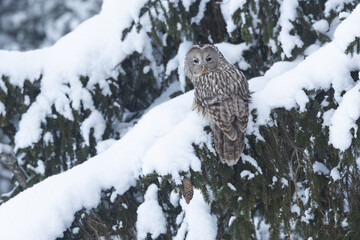 Closeup of a Ural owl perched on a snowy Spruce branch on a winter day in Estonia, Northern Europe