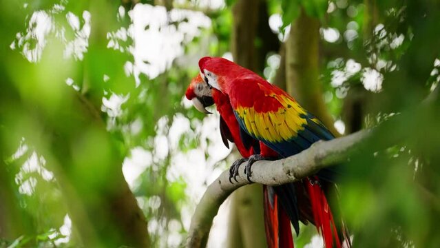 Close-Up Of Scarlet Macaws On Tree Branch