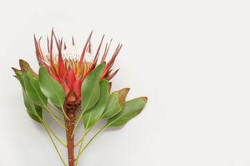 Beautiful red protea flower on white background
