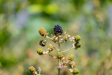 Selective focus of wild blackberries, Branches of ripe, unripe blackberry in the forest, Rubus is a large and diverse genus of flowering plants in the rose family, Rosaceae, Health benefits of berries