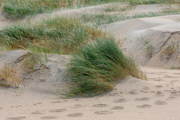White sand dunes along the Dutch north sea coastline, European marram grass (beach grass) on the dyke, Ammophila arenaria is a species of grass in the family Poaceae, Noord Holland, Netherlands.