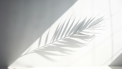 white feather on black background, wallpaper, background