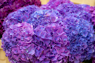 Selective focus of bushes of Hydrangea in market stall, Colorful violet  purple ornamental flower, Hortensia flowers are produced from early spring to late autumn, Natural floral pattern background.