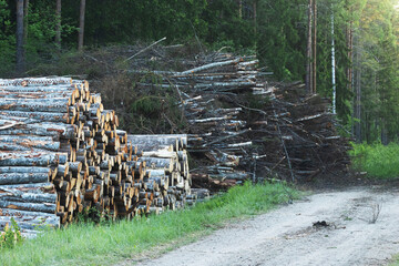 Piles of freshly cut timber and branches to make wood chips next to a small road in rural Estonia, Northern Europe