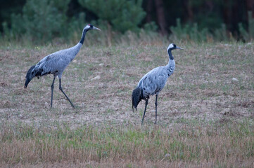 Common crane