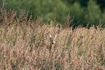 Roe in the field