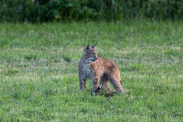 A wild Eurasian lynx holding a cat under its paw and looking into distance on a meadow in Estonia, Northern Europe