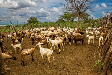 A corral or enclosure for a farmers herd of goas, typical of a Maasaii farm, near Emali, Kenya.