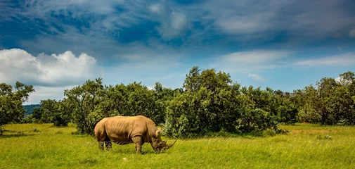 Foto op Canvas A rhinoceros (rhino) at the rhinoceros sanctuary near Lemek, Kenya, africa. © Bob