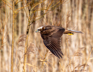 Marsh harrier hunting over wetlands