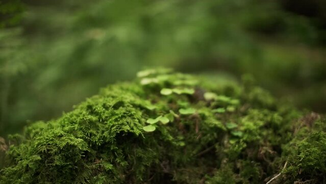 Close-Up Macro Shot Of Plants Growing On Moss