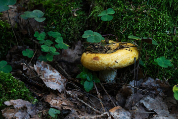 Closeup of a fresh Scrobiculate milk cap fruit body growing in a boreal forest in Estonia, Northern...