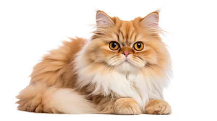 Persian cat isolated on a transparent background