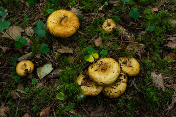 A group of fresh Scrobiculate milk cap fruit body growing in a boreal forest in Estonia, Northern...