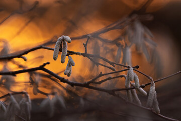 Male catkins of a Common hazel bush during an autumnal sunset in Estonian woodland, Northern Europe