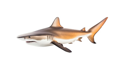 Fototapeta premium Shark isolated on a transparent background