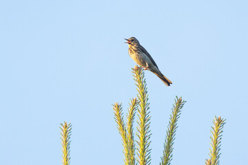 Small Tree pipit perched on a conifer tree and singing on a spring evening in Estonia, Northern Europe