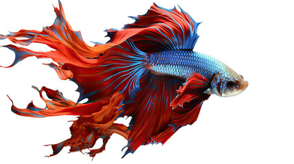 Siamese Fighting Fish isolated on a transparent background