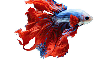 Obraz na płótnie Canvas Siamese Fighting Fish isolated on a transparent background