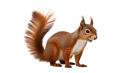 Squirrel isolated on a transparent background