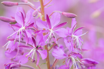 Closeup of pinkish Fireweed flowers on a summer day in Estonia, Northern Europe