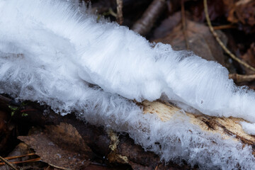 Closeup of hair ice on a decaying branch on a late autumn morning in Estonian boreal forest,...