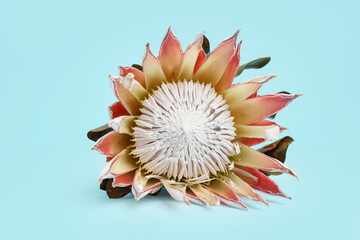 Beautiful protea flower on blue background