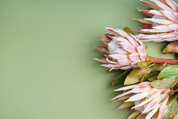 Beautiful protea flowers on green background