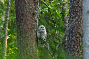 A predatory bird Ural owl perched and resting in a summery boreal forest in Estonia, Northern Europe	
