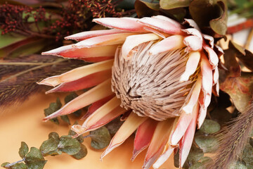Beautiful pink protea flower on beige background, closeup