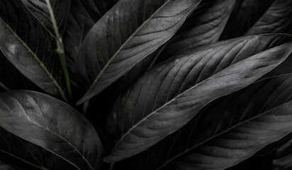 texture abstract black leaves for tropical leaf background