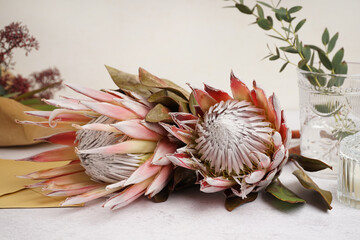 Beautiful pink protea flowers on white background, closeup