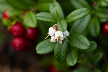 Closeup of a flowering Lingonberry in front of some ripe berries on a late summer day near Kuusamo, Northern Finland