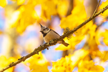 Small and adorable Crested tit perched on a high branch and observing during an autumn evening in a boreal forest in Estonia, Northern Europe