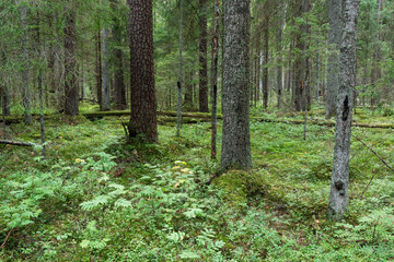 A mature coniferous forest on a late summer day in Estonia, Northern Europe