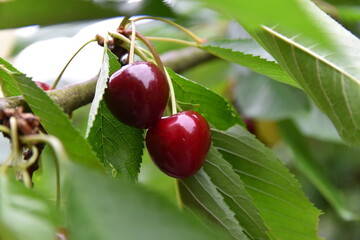 Cherry´s fruit in summer very delicious