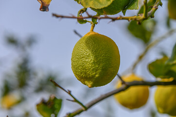 juicy lemons on a tree branch in the Mediterranean 9