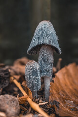 mushrooms in the forest