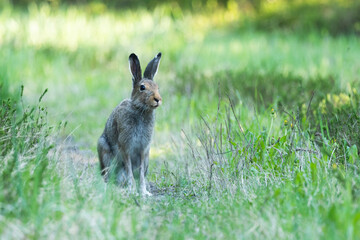 Mountain hare with summer fur coat standing still in a late spring boreal forest in Estonia, Northern Europe	