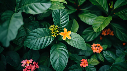 Folhas verdes exuberantes e pétalas coloridas preenchem o quadro em um close-up de flores em floração capturando a beleza intrincada da natureza